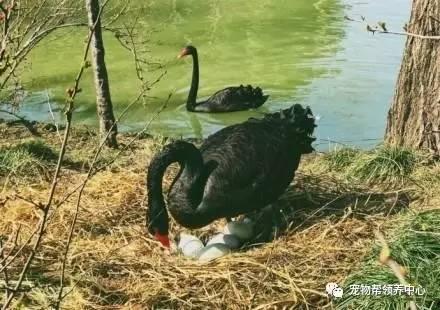 黑天鹅最新爆料视频播放 第2张 黑天鹅最新爆料视频播放 第2张